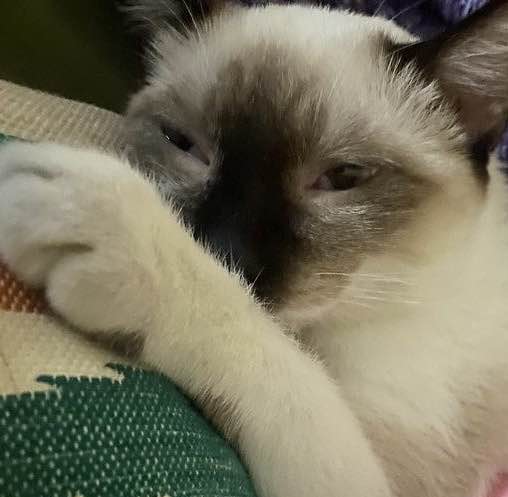 meow